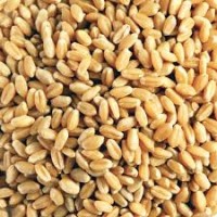 Grain